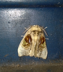 Arrhenophanes perspicilla