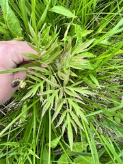 Ostericum maximowiczii