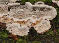 Datronia brunneoleuca