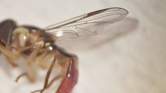 Sphaerophoria quadrituberculata