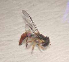 Sphaerophoria quadrituberculata