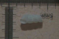 Turbonilla lactea