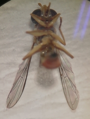 Sphaerophoria quadrituberculata