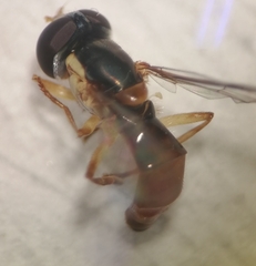 Sphaerophoria quadrituberculata