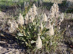 Ptilotus nobilis