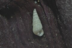 Turbonilla lactea