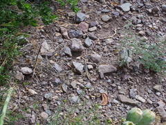 Aspidoscelis scalaris