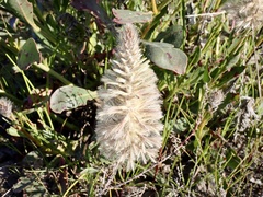 Ptilotus nobilis