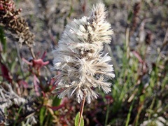 Ptilotus nobilis
