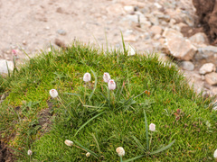 Bistorta macrophylla