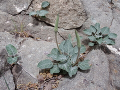 Oenothera brachycarpa