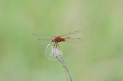 Crocothemis servilia