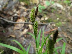 Carex gmelinii