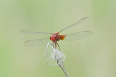 Crocothemis servilia