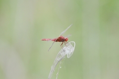 Crocothemis servilia
