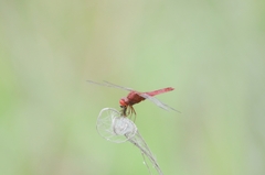 Crocothemis servilia