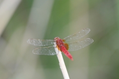 Crocothemis servilia