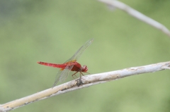 Crocothemis servilia