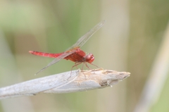 Crocothemis servilia