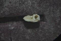Spirorbis tridentatus