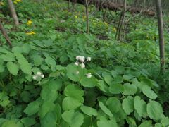 Thalictrum filamentosum