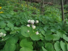 Thalictrum filamentosum