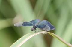 Rhyothemis fuliginosa