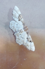 Idaea mustelata