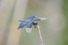 Rhyothemis fuliginosa