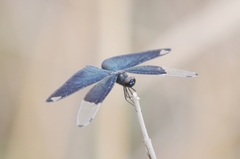 Rhyothemis fuliginosa
