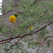 Vachellia constricta - Photo (c) conlonae, μερικά δικαιώματα διατηρούνται (CC BY-NC), uploaded by conlonae