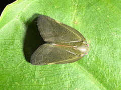Ricania sublimata