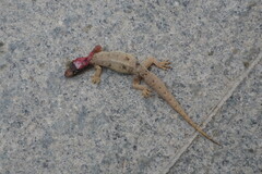 Hemidactylus bowringii