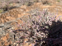 Maireana trichoptera