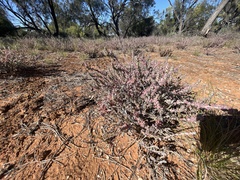 Maireana trichoptera