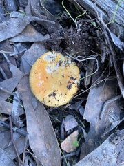 Amanita xanthocephala