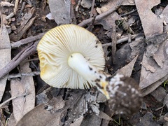 Amanita xanthocephala
