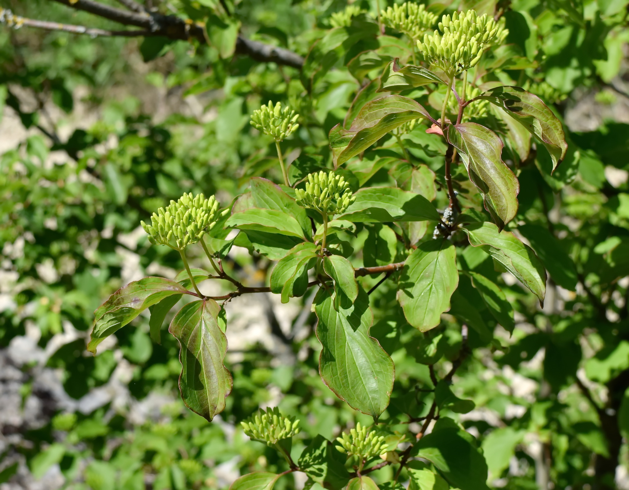 Cornus Sanguinea Subsp. Australis (C.A.Mey.) Jáv.