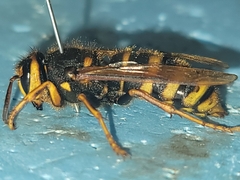 Vespa simillima simillima
