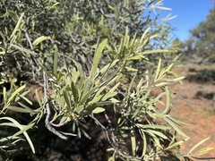 Alectryon oleifolius