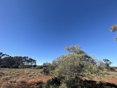 Alectryon oleifolius