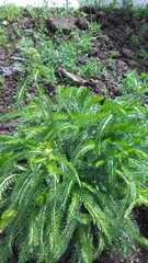 Achillea millefolium