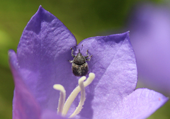 Cleopomiarus graminis