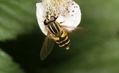 Helophilus pendulus
