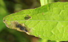 Pseudorchestes pratensis