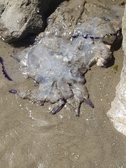Rhizostoma pulmo