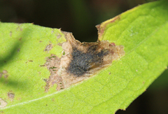 Pseudorchestes pratensis