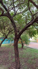 Glochidion lanceolatum