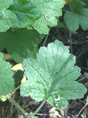 Phacelia malvifolia