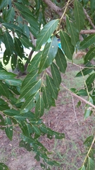 Glochidion lanceolatum